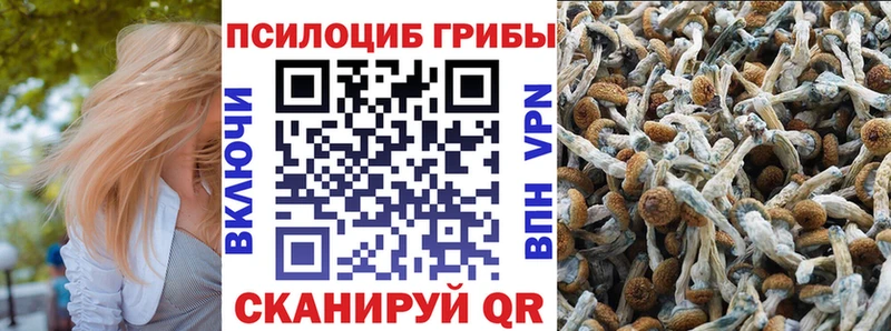 закладки  Северская  Галлюциногенные грибы Psilocybe 